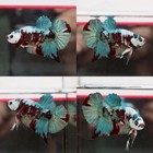 Live Betta Fish Red Galaxy Copper Halfmoon Plakat Male Ww01