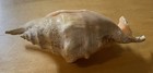 Common Spider Conch Shell    lambis Lambis    135 Cm  5 5     Indo-pacific