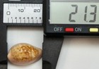 Cypraea Pyrum Petitiana Seashell Cowrie     21 3 Mm     F    gem     Xanno