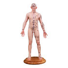 Acupuncture Human Model 18 9  Acupoint Doll Chinese Medicine Learning Teaching