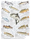 Freshwater Fish Identification  3 - Waterproof Quick Reference Guide