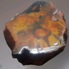 Rare 1 1lb Petrified Wood Log Section     Old Stock Estate Collection     Pnw   