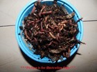     manure Free Red Wigglers  Hand Counted  Free Shipping  Live     