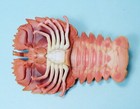Bandai Diversity Of Life Crustaceans Slipper Lobster Mini Figure Us Seller New