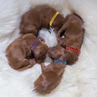 Newborn Puppy Collars  12 Pcs Whelping Collars For Newborn Puppies Collars Fo   