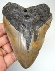 Megalodon Shark Tooth - Real Fossil 4 03    - No Restorations Shark Teeth Natural