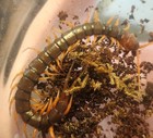 One  1  Live Indonesian Black Cherry Centipede  3-4 Inch