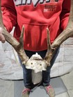 Wild 10 Point Whitetail Deer Antler Rack Horn Skull Plate Mount Cabin Decor 141 