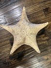 Starfish Extra Large Dried Sea Star 12-13  Nautical Ocean Cottage Beach Decor
