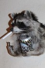 Naughty Finger Raccoon Mount Taxidermy Log Cabin Decor Novelty Whitetail Deer