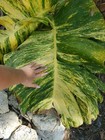 Variegated Giant Golden Pothos Climbing Hawaiian Live Plant Rooted 2 5  Pot 