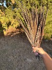12pc  Ringneck Pheasant  Rooster Tail Feathers  14 in  - Fly Making  Crafts  Diy