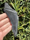 Natural Beautiful 4 62    Megalodon Tooth Fossil Shark Teeth