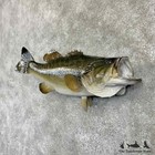  30736 E   23  Largemouth Bass Freshwater Taxidermy Fish Mount For Sale