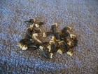 25 Real Animal Coyote Claws Taxidermy Part Piece Art Craft Supply