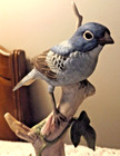 Indigo Bunting Bird by Andrea Sadek