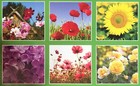 2018 Illustrated Wall Mini Calendars  12x11-in Assorted  blossoms 