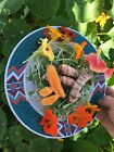 Usda Certified Organic  Fresh Turmeric Root 1- 15 Lbs Or More Grown In Florida