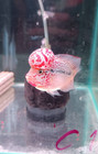 A    Live Flowerhorn F3 Fish Male Super Red  Big Kok Head Wite Eyes Size 4  C1