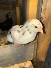 Npip        18 Ermine Ameraucana  Hatching  Eggs   Rare And Beautiful Blue Eggs