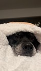 Set Of 2   Soft Paw-print Sherpa Fleece Dog Puppy Blanket Bed Cover 39 x30 