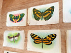 1900 s Itc Butterflies Tobacco Silks Lot Of 19 Cigarette Silk Butterfly Set