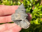Fossil Gastropod Worthenia Tabulata Xl Texas Pennsylvanian Age Grahm Formation