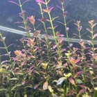 Rotala Florida Live Aquarium Plant  Submerged Grown  Buy 3 Get 2 Free