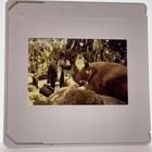 35mm Slide Rex Harrison In Doctor Dolittle 60s Movie Vintage Publicity  4