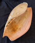 Volutidae Cymbium Glans Giant 323mm Mbour Senegal 2017 - Rare Find 