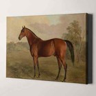 Kentucky Woodpecker  1834  By Edward Troye Horse Victorian Canvas Wall Art Print