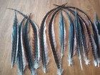 20 Golden Ring Tail Pheasant Feathers 11 To 18 Inches Long