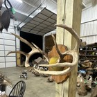 Vintage Antlers On A Plaque   1237