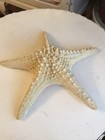 Authentic Starfish Ocean Natural Jumbo Large Sm White Finger   Sugar Lot Of 3