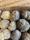 15-kentucky Geodized Snails  Nice Ones  1    To 2 1 2    