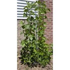 Bean Tower  Efficient Vertical Planting System For Beans Peas Climbing Plants
