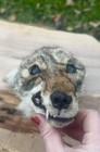Side Snarl Carl - Mummified Bad Taxidermy Coyote Head - Oddity - Weird Art Gift