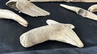 Lot Of Driftwood 10 Pieces Unique Shapes For Aquarium Crafts Art Projects