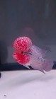 Aaa Flowernhorn  Live Fish Bigkok Supper Red Male Size 5 