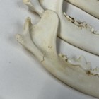 Lot Of 5 Assorted Coyote Jaws Real Taxidermy Cleaned Goth Weird Odd  3618