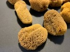 Natural Sea Sponge 12 Piece Craft Decor Unbleached Sponges Free Ship  