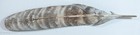 Beautiful Antique Cold Painted Bronze Bird Feather 13 25 Inch - Desk Set 