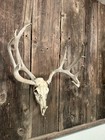 Whitetail European Mount Skull Taxidermy