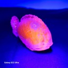 Chubby Fish Blue Black Light Glows Pink Solid Glass Selenium Made By Wilkerson