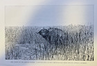 1898 Photographing A Wounded African Buffalo Illustrated