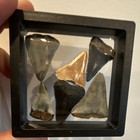 Lot Of 6 Fossil Great White Shark Teeth W  Floating Frame case- Mixed Colors