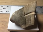Triceratops Frill Section