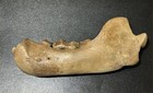 Cave Bear Jaw Fossil  ursus Spelaeus   Romania Complete Teeth Free Shipping