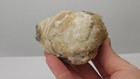 Ruck s Pit Calcite Clam Fossil - Mercenaria Permagna - Ft  Drum  Florida