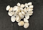 White Ark Clam Seashells  approx  Half Cup   -50 Shells 0 5  Inches  White